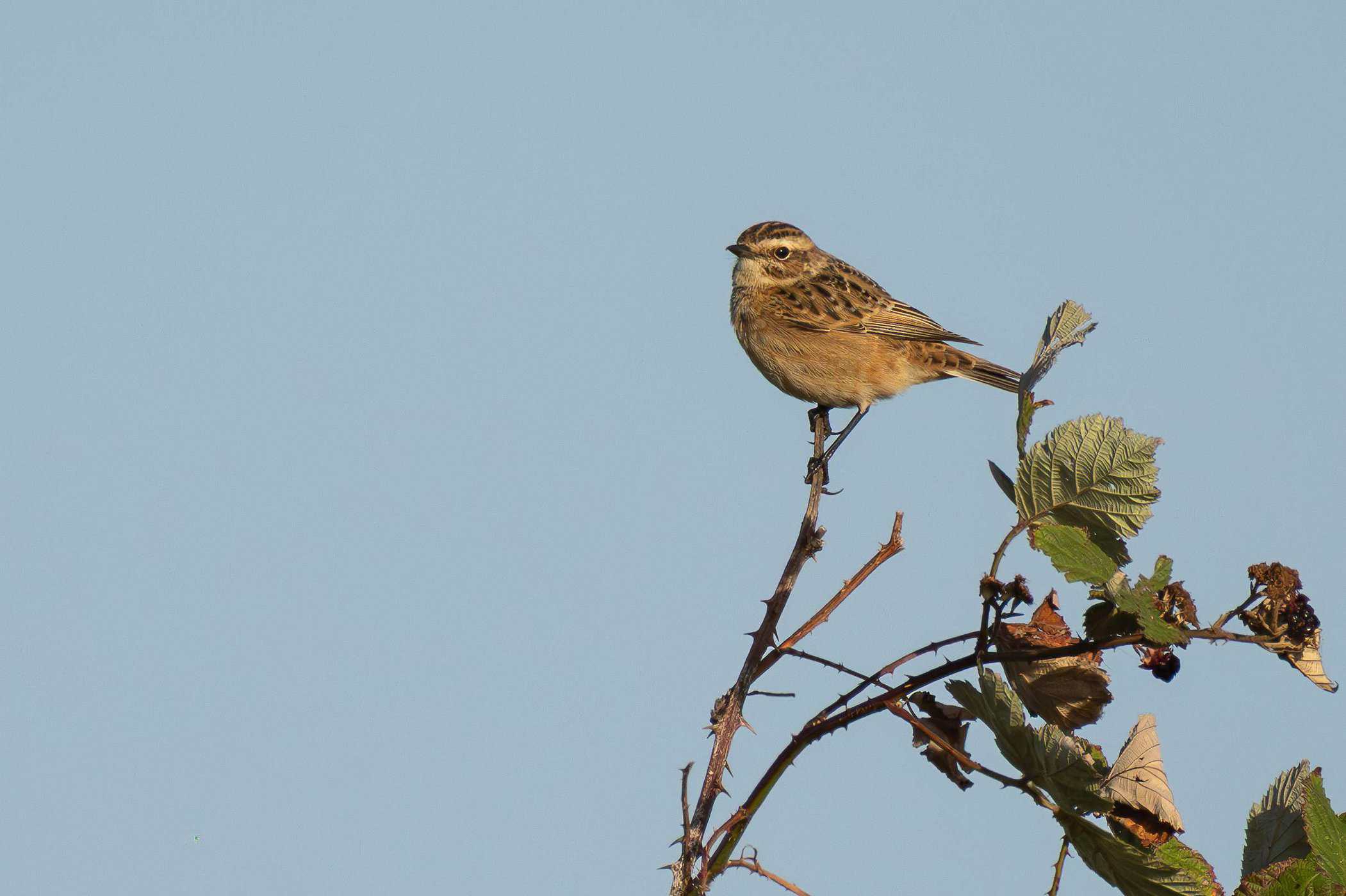 Whinchat